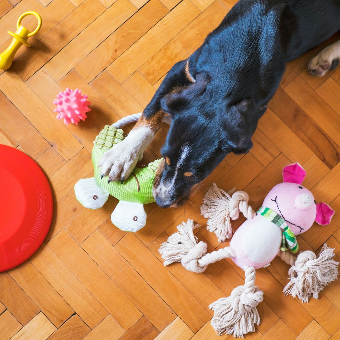 Pets toys